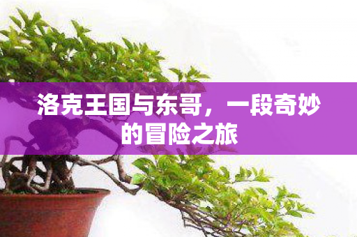 一段奇妙的冒险之旅图片