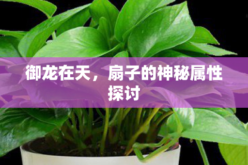 扇子的神秘属性探讨图片