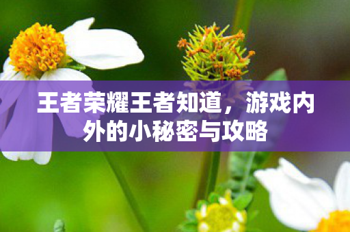 游戏内外的小秘密与攻略图片