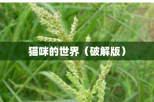 猫咪的世界图片