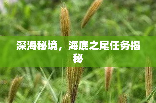 海底之尾任务揭秘图片