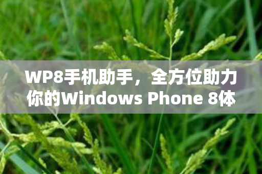 全方位助力你的Windows Phone 8体验图片