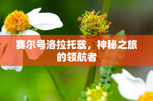 神秘之旅的领航者图片
