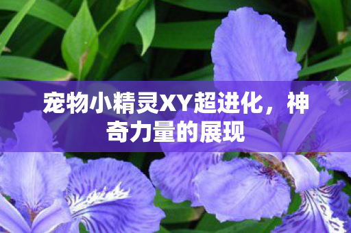 宠物小精灵XY超进化图片