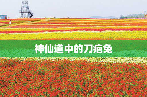 神仙道中的刀疤兔图片