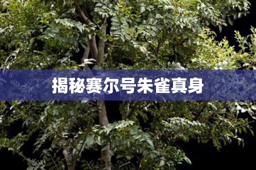 揭秘赛尔号朱雀真身图片