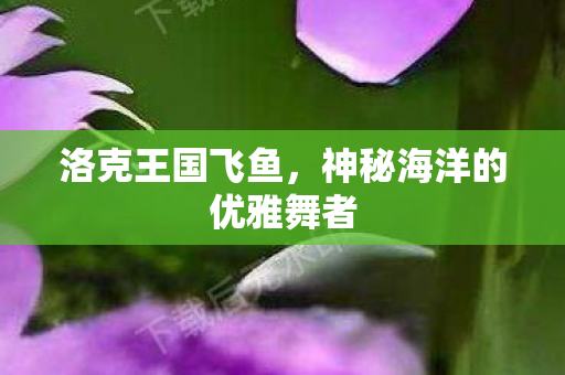 神秘海洋的优雅舞者图片