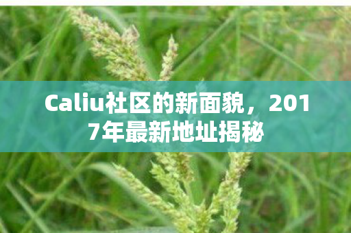 Caliu社区的新面貌图片