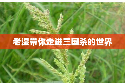 老湿带你走进三国杀的世界图片