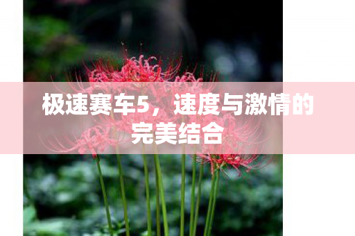 速度与激情的完美结合图片