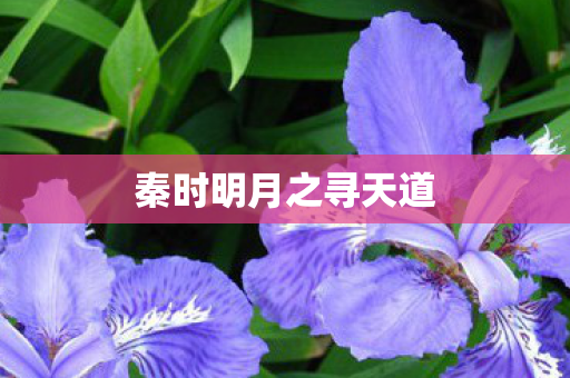 秦时明月之寻天道图片