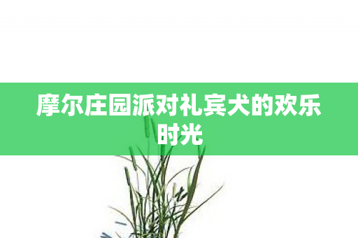 摩尔庄园派对礼宾犬的欢乐时光图片