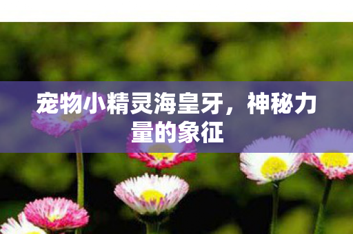 宠物小精灵海皇牙图片