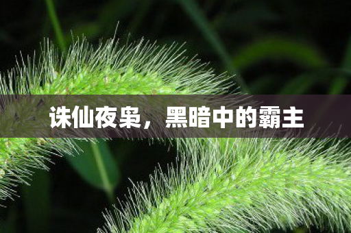 黑暗中的霸主图片
