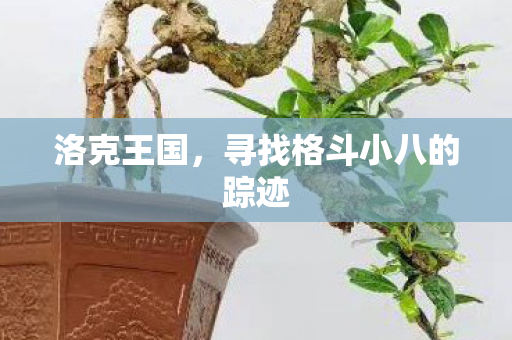 寻找格斗小八的踪迹图片