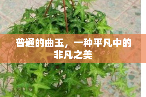 一种平凡中的非凡之美图片