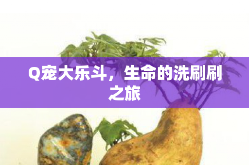 生命的洗刷刷之旅图片