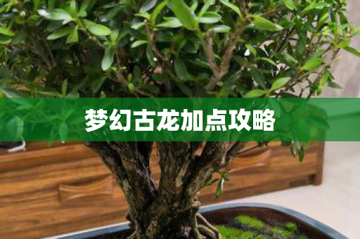 梦幻古龙加点攻略图片