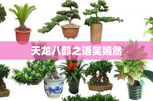天龙八部之语笑嫣然图片