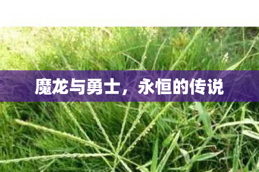 魔龙与勇士图片