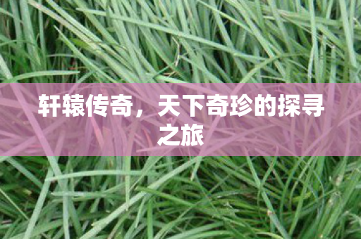 天下奇珍的探寻之旅图片
