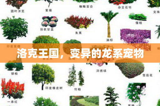 变异的龙系宠物图片