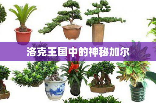 洛克王国中的神秘加尔图片