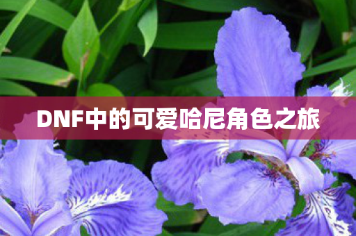 DNF中的可爱哈尼角色之旅图片