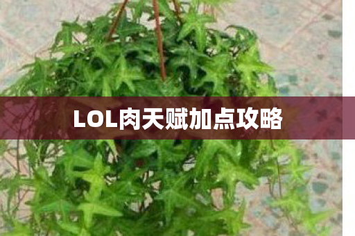 LOL肉天赋加点攻略图片