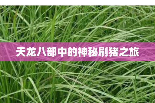 天龙八部中的神秘刷猪之旅图片