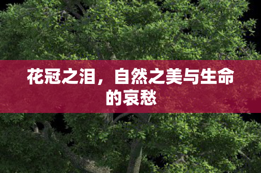 自然之美与生命的哀愁图片