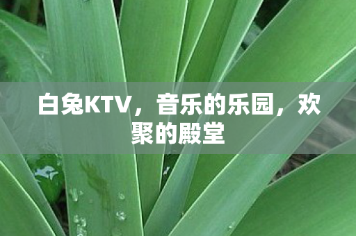 白兔KTV图片