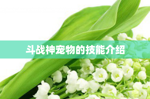 斗战神宠物的技能介绍图片