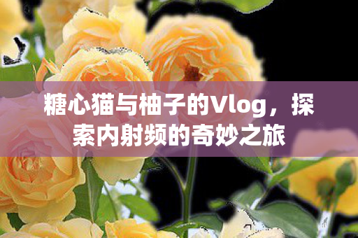 糖心猫与柚子的Vlog图片