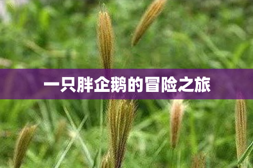 一只胖企鹅的冒险之旅图片