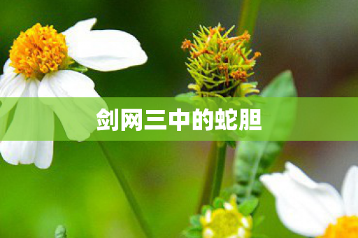 剑网三中的蛇胆图片