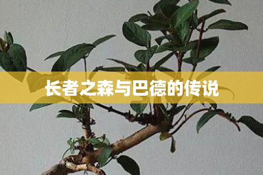 长者之森与巴德的传说图片