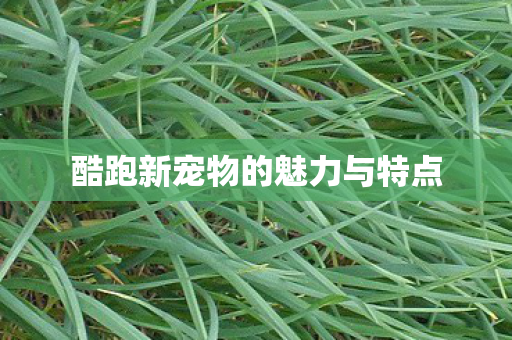 酷跑新宠物的魅力与特点图片
