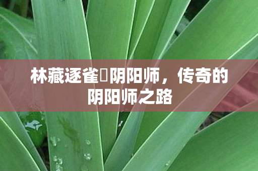 林藏逐雀鷹阴阳师图片