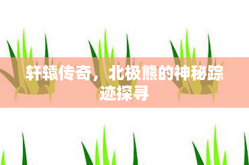北极熊的神秘踪迹探寻图片