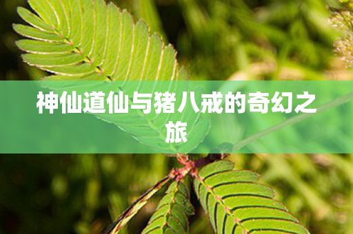 神仙道仙与猪八戒的奇幻之旅图片