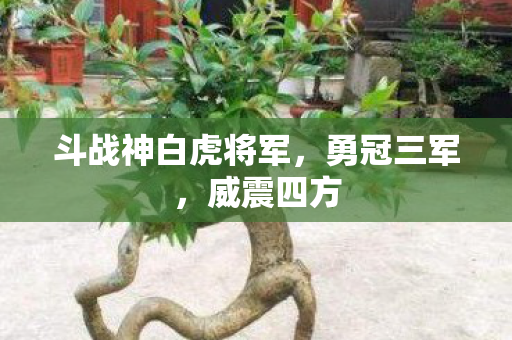 斗战神白虎将军图片