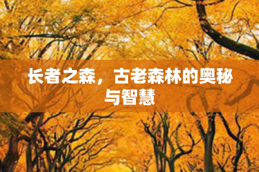 古老森林的奥秘与智慧图片