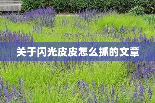 关于闪光皮皮怎么抓的文章图片