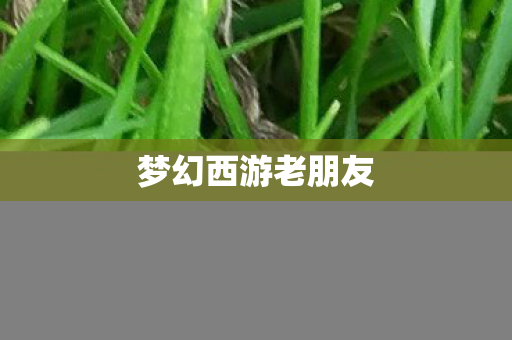 梦幻西游老朋友图片