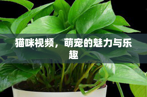 萌宠的魅力与乐趣图片