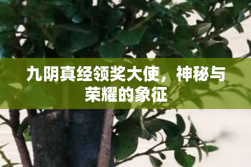 九阴真经领奖大使图片