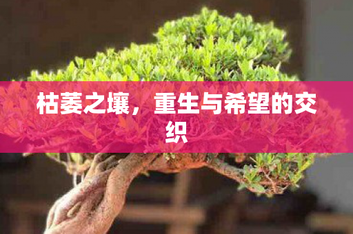 重生与希望的交织图片
