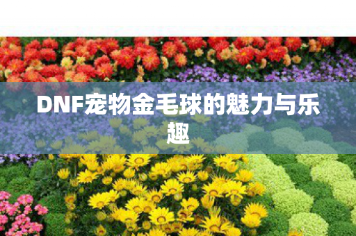 DNF宠物金毛球的魅力与乐趣图片