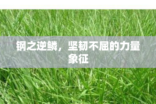 坚韧不屈的力量象征图片